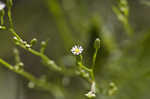 Canadian horseweed